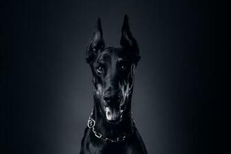 Wallpaper Dog Doberman Pinscher Language Chain Collar