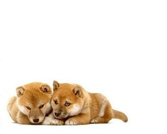 Puppy Love Wallpaper