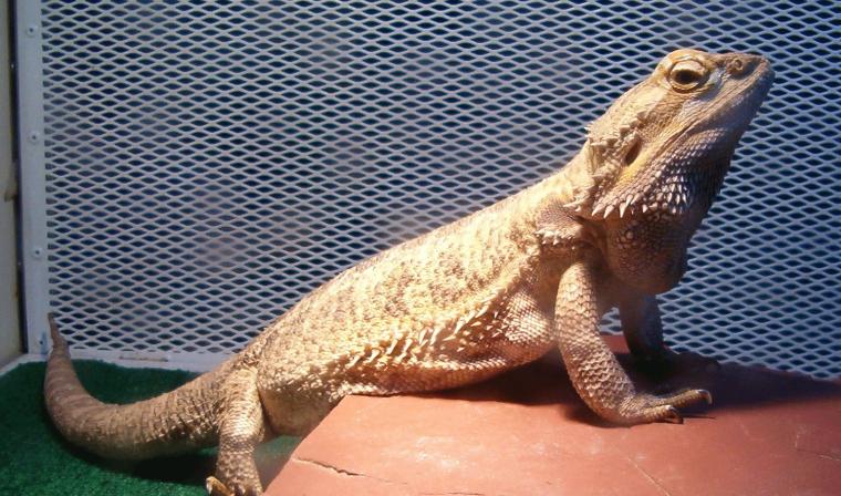 Funny Reptiles Image Animal