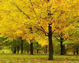 Nature Wallpaper HD Landscape