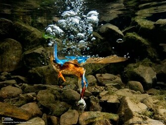Unique Wallpaper Most Famous National Geographic HD