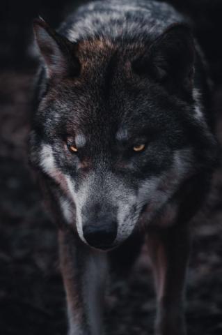 Wolf Wallpaper HD Hq