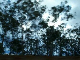 Tag Blurry Trees Image Photos Pictures