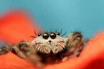 Jumping Spider Wallpaper Animals Macro Black Eyes