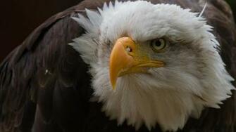 Bald Eagle And American Flag Image Wallpaper