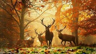 Autumn Wallpaper Best