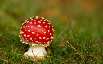 Mushroom Computer Wallpaper Desktop Background Id