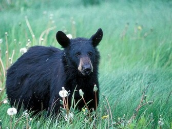 Black Bear Wallpaper Pictures