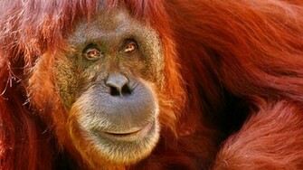 Orangutan Wallpaper