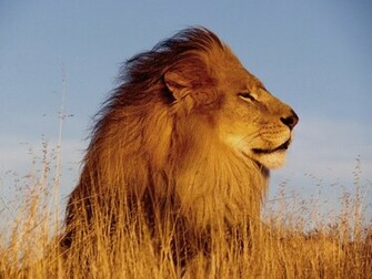 The Best Top Desktop Lion Wallpaper HD Jpg