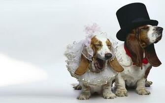 Basset Hound Computer Wallpaper Desktop Background
