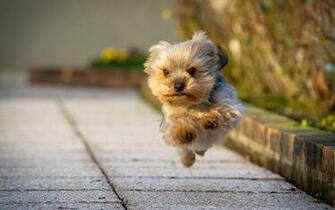 Yorkshire Terrier Wallpaper Photos