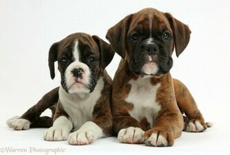 Dog Wallpaper Filesize X1200 Puppies