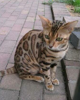 Ocicat For A Walk Photo And Wallpaper Beautiful