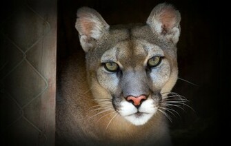 Cougar Computer Wallpaper Desktop Background Id