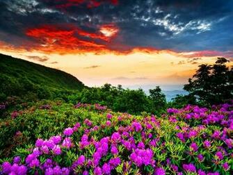 Violet Flowers Wallpaper HD Pictures One