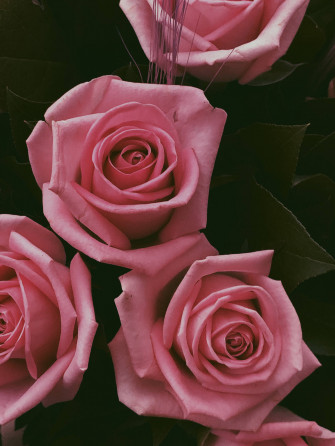 Pink Flowers Aesthetic Wallpaper