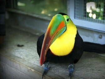 Toucan Wallpaper
