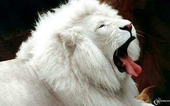White Lion HD Wallpaper Background Image Id