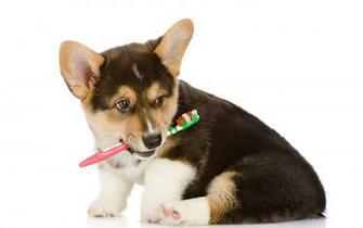 Corgi Computer Wallpaper Desktop Background Id