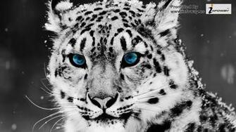 White Tiger Wallpaper Cubs Face Marvel Baby Tigers In Snow Bengal