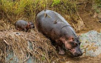 Hippopotamus Animals Tanzania Hippo Baby Wallpaper Background