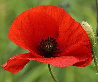 Poppy Flower Wallpaper Full Desktop Background