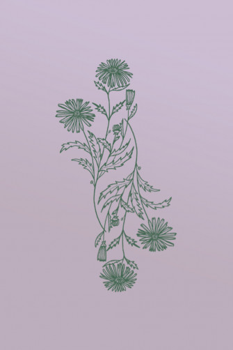 Aster Flower Device Wallpaper Danielle Verderame Marketing Agency