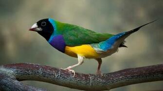 Gouldian Finch HD Wallpaper Background Image
