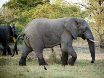 Elephant Desktop Wallpaper