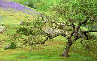 Lilac Flowers Rocks Tree Wallpaper Hill