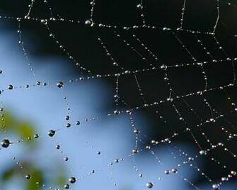 Spider S Web Wallpaper Inch Tablet HD