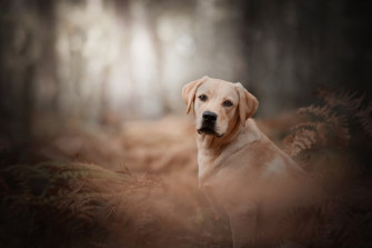 Dog Animal Labrador Retriever 4k Ultra HD Wallpaper