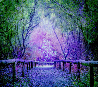 Purple Tree Wallpaper