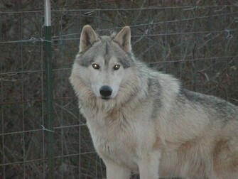 Lone Wolf Wallpaper