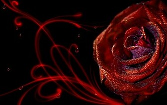 Elegant Red Roses Wallpaper HD