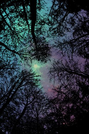 Stars Trip Smoking Nature Colorful Universe Wild Woods Forrest