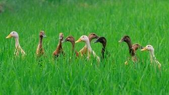 Ducks In A Rice Field Near Ubud Bali Indonesia Wallpaper By