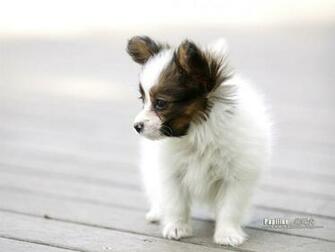 Papillon Wallpaper