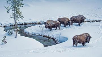 Bing Image American Bison Wallpaper Gallery