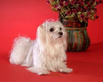 Maltese Dog Desktop Wallpaper And Stock Photos