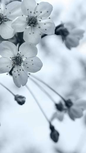 Grey Flowers Moto E Wallpaper