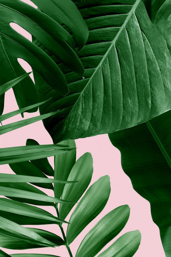 Aesthetic Palm Tree Phone Wallpaper
