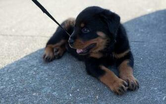 Rottweiler Wallpaper