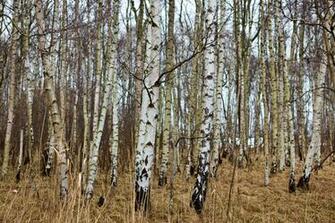 Birch Tree Wallpaper Desktop Background