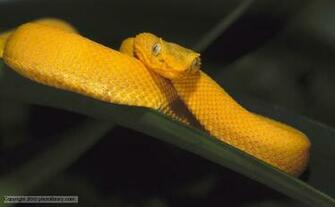 Gallery Eyelash Viper Venom