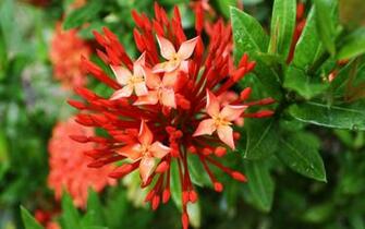 Flowers Wallpaper Red