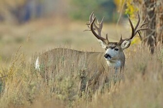 Monster Deer Wallpaper HD