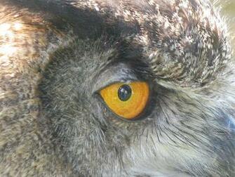 Owl Wallpaper Owls Animalspicwallpaper
