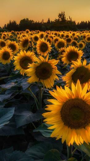 Sunflower iPhone Wallpaper Top